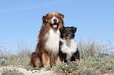 BERGER AUSTRALIEN - ADULT & PUPPY 003